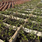 Hortenzia metlinatá (Hydrangea paniculata) ´LIVING INFINITY´® by LIVING CREATIONS® výška 20-30 cm, kont. C1,5L